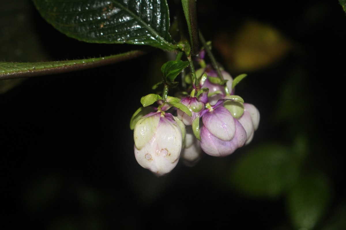 Strobilanthes lupulina Nees